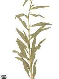 Attēlu rezultāti vaicājumam “Erysimum hieracifolium leaf”