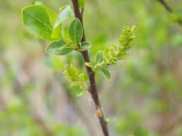 Attēlu rezultāti vaicājumam “Salix myrsinifolia”