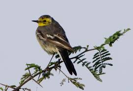 Attēlu rezultāti vaicājumam “Motacilla citreola”