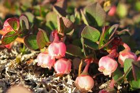 Attēlu rezultāti vaicājumam “Vaccinium uliginosum bud”