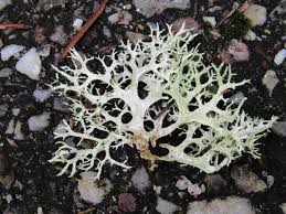 Attēlu rezultāti vaicājumam “Evernia prunastri”