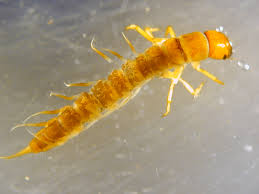 Attēlu rezultāti vaicājumam “Megaloptera”