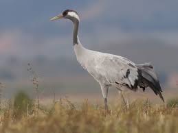 Attēlu rezultāti vaicājumam “Grus grus adult”