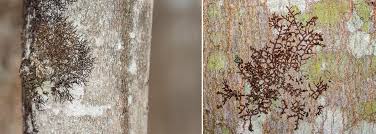 Attēlu rezultāti vaicājumam “Trichocolea tomentella sporophyte”
