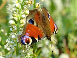 Attēlu rezultāti vaicājumam “Inachis io”