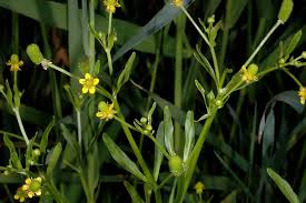 Attēlu rezultāti vaicājumam “Ranunculus sceleratus”
