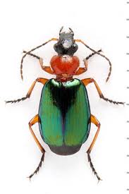 Attēlu rezultāti vaicājumam “Lebia chlorocephala”