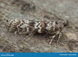 Attēlu rezultāti vaicājumam “Dioryctria abietella”