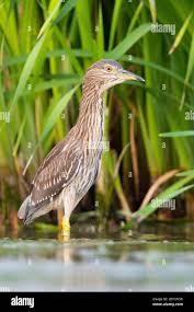 Image result for Nycticorax nycticorax