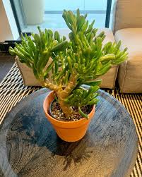 Image result for Crassula hobbit