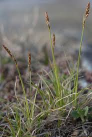 Attēlu rezultāti vaicājumam “Carex appropinquata leaf”