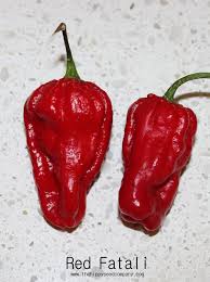 Afbeeldingsresultaat voor red fratali hot pepper