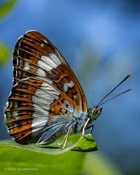 Attēlu rezultāti vaicājumam “Issoria lathonia underside”