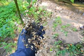 Attēlu rezultāti vaicājumam “Heracleum sosnowskyi leaf”
