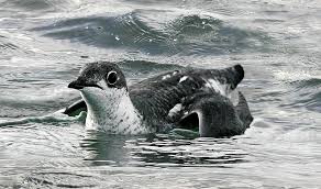 Image result for Brachyramphus perdix