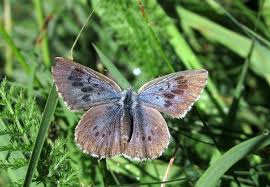 Attēlu rezultāti vaicājumam “Phengaris arion upperside”