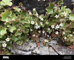 Attēlu rezultāti vaicājumam “Saxifraga tridactylites flower”