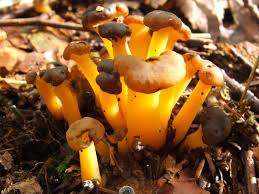 Attēlu rezultāti vaicājumam “Leotia lubrica”