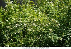 Attēlu rezultāti vaicājumam “Philadelphus lemoinei flower”