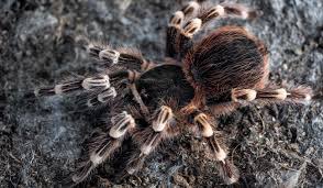 Znalezione obrazy dla zapytania geniculata