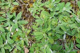 Attēlu rezultāti vaicājumam “Gnaphalium sylvaticum leaf”