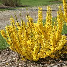 Attēlu rezultāti vaicājumam “Forsythia intermedia”