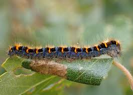 Attēlu rezultāti vaicājumam “Lasiocampa quercus larva”