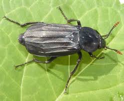 Attēlu rezultāti vaicājumam “Silphidae”