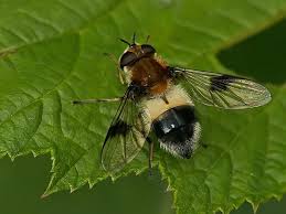 Attēlu rezultāti vaicājumam “Leucozona lucorum”