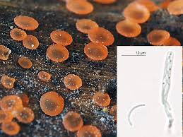 Attēlu rezultāti vaicājumam “Badhamiopsis scripta macro”