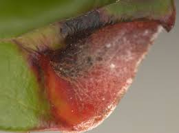 Attēlu rezultāti vaicājumam “Exobasidium vaccinii”