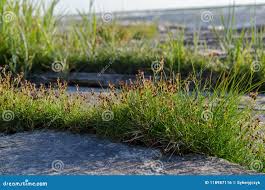 Attēlu rezultāti vaicājumam “Juncus gerardii flower”