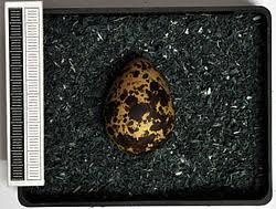 Attēlu rezultāti vaicājumam “Chlidonias niger eggs”