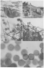 Attēlu rezultāti vaicājumam “Comatricha alta stalked”