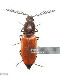 Attēlu rezultāti vaicājumam “Pseudocistela ceramboides”