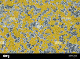 Attēlu rezultāti vaicājumam “Candelariella sp.”