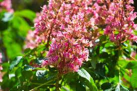 Attēlu rezultāti vaicājumam “Aesculus x neglecta flower”