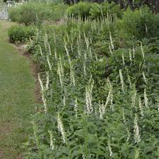 Image result for Digitalis lutea