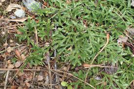 Attēlu rezultāti vaicājumam “Diphasium complanatum”