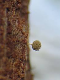 Attēlu rezultāti vaicājumam “Arcyria globosa stalked”