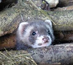 Attēlu rezultāti vaicājumam “Mustela putorius”