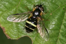 Attēlu rezultāti vaicājumam “Dasysyrphus tricinctus”