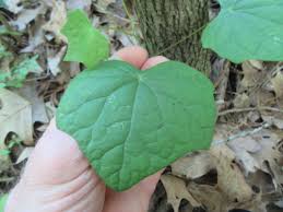 Attēlu rezultāti vaicājumam “Menispermum dauricum leaf”