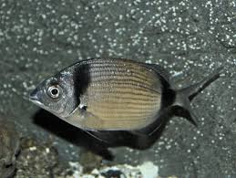 Image result for Diplodus vulgaris