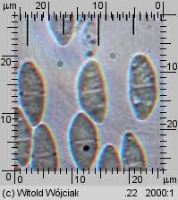 Attēlu rezultāti vaicājumam “Nectria episphaeria”