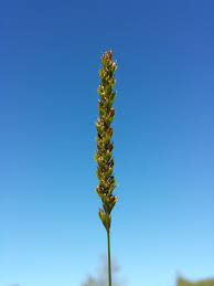 Attēlu rezultāti vaicājumam “Cynosurus cristatus flower”