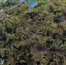 Attēlu rezultāti vaicājumam “Thuidium recognitum”