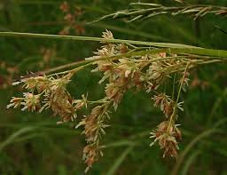 Attēlu rezultāti vaicājumam “Luzula luzuloides”