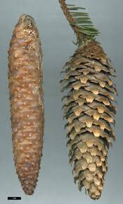 Attēlu rezultāti vaicājumam “Picea abies fruit”