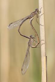 Attēlu rezultāti vaicājumam “Sympecma paedisca”